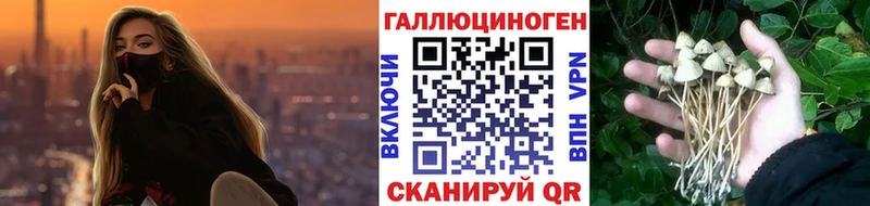 наркотики OMG как войти Псилоцибиновые грибы Psilocybe Онега